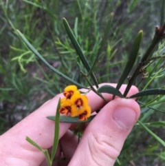 Daviesia leptophylla (Slender Bitter Pea) at Wee Jasper, NSW - 22 Nov 2020 by Tapirlord