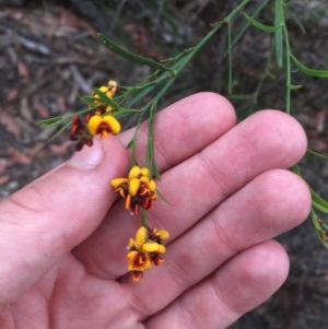 Daviesia leptophylla at Wee Jasper, NSW - 22 Nov 2020