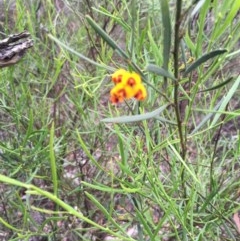 Daviesia leptophylla at Wee Jasper, NSW - 22 Nov 2020
