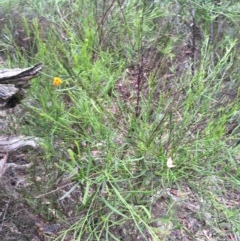 Daviesia leptophylla at Wee Jasper, NSW - 22 Nov 2020