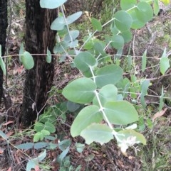 Eucalyptus (genus) (A Gum Tree) at Wee Jasper, NSW - 22 Nov 2020 by Tapirlord