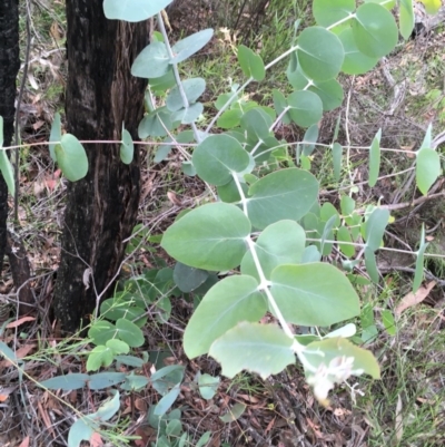 Eucalyptus (genus) (A Gum Tree) at Wee Jasper, NSW - 22 Nov 2020 by Tapirlord