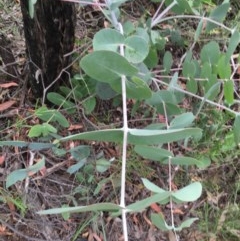 Eucalyptus sp. at Wee Jasper, NSW - 22 Nov 2020