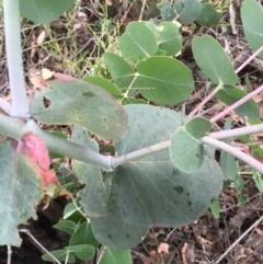 Eucalyptus sp. at Wee Jasper, NSW - 22 Nov 2020