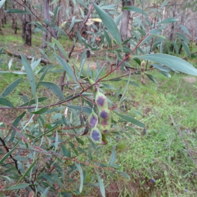 Acacia penninervis var. penninervis (Hickory Wattle) at Isaacs Ridge and Nearby - 22 Nov 2020 by Mike