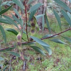 Acacia penninervis var. penninervis at Isaacs, ACT - 23 Nov 2020