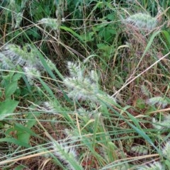 Cynosurus echinatus (Rough Dog's Tail Grass) at Jerrabomberra, ACT - 22 Nov 2020 by Mike