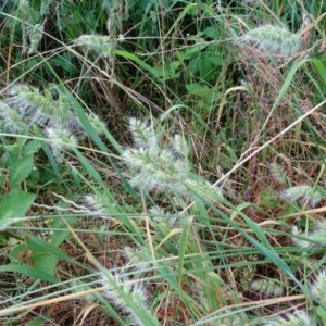 Cynosurus echinatus at Jerrabomberra, ACT - 23 Nov 2020