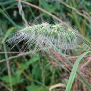 Cynosurus echinatus at Jerrabomberra, ACT - 23 Nov 2020