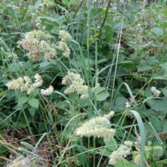 Dactylis glomerata (Cocksfoot) at Isaacs Ridge and Nearby - 22 Nov 2020 by Mike