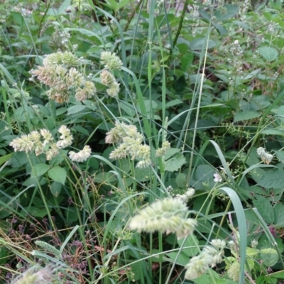 Dactylis glomerata (Cocksfoot) at Isaacs Ridge and Nearby - 22 Nov 2020 by Mike