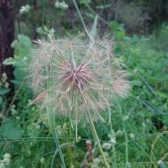 Tragopogon porrifolius subsp. porrifolius (Salsify, Oyster Plant) at Isaacs Ridge and Nearby - 22 Nov 2020 by Mike