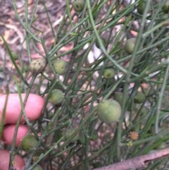 Omphacomeria acerba (Leafless Sour-bush) at Wee Jasper, NSW - 22 Nov 2020 by Tapirlord