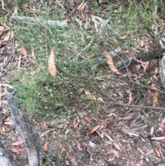 Omphacomeria acerba at Wee Jasper, NSW - 22 Nov 2020