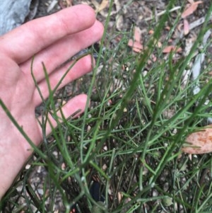 Omphacomeria acerba at Wee Jasper, NSW - suppressed