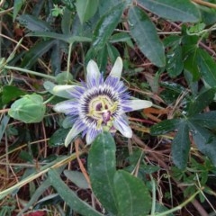Passiflora caerulea (Blue Passionflower) at Isaacs, ACT - 22 Nov 2020 by Mike