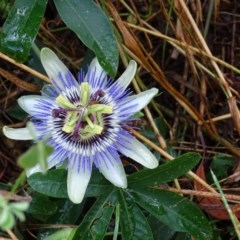 Passiflora caerulea at Isaacs, ACT - 23 Nov 2020