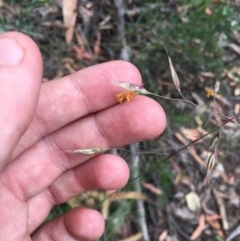 Rytidosperma pallidum (Red-anther Wallaby Grass) at Wee Jasper, NSW - 22 Nov 2020 by Tapirlord