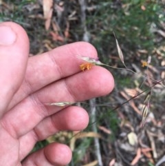 Rytidosperma pallidum (Red-anther Wallaby Grass) at Wee Jasper, NSW - 21 Nov 2020 by Tapirlord