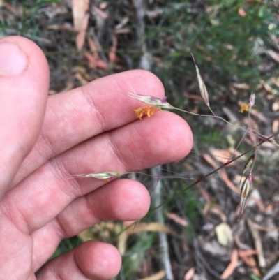 Rytidosperma pallidum (Red-anther Wallaby Grass) at Wee Jasper, NSW - 22 Nov 2020 by Tapirlord