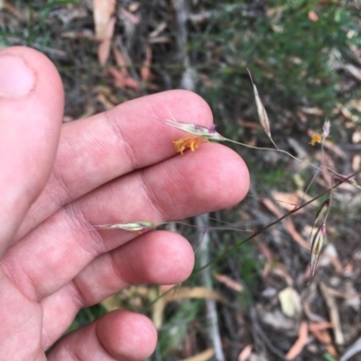 Rytidosperma pallidum (Red-anther Wallaby Grass) at Wee Jasper, NSW - 21 Nov 2020 by Tapirlord