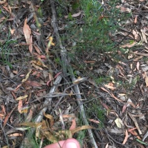 Rytidosperma pallidum at Wee Jasper, NSW - 22 Nov 2020