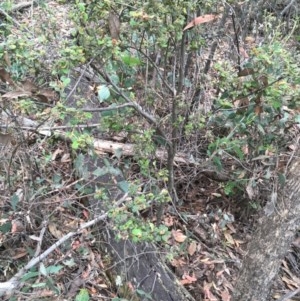 Pomaderris betulina at Wee Jasper, NSW - 21 Nov 2020