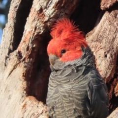 Callocephalon fimbriatum (Gang-gang Cockatoo) at GG149 - 23 Nov 2020 by roymcd