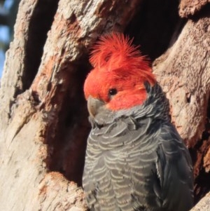 Callocephalon fimbriatum at Red Hill, ACT - suppressed