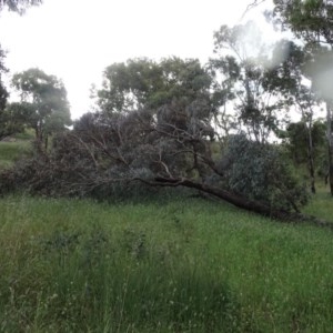 Eucalyptus melliodora at Isaacs, ACT - 23 Nov 2020 06:36 AM