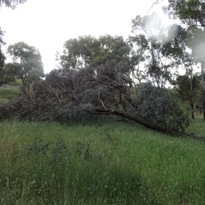 Eucalyptus melliodora (Yellow Box) at Isaacs Ridge and Nearby - 22 Nov 2020 by Mike