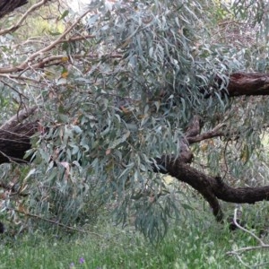 Eucalyptus melliodora at Isaacs, ACT - 23 Nov 2020