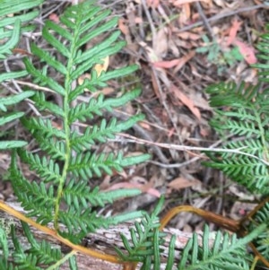 Pteridium esculentum at Wee Jasper, NSW - suppressed