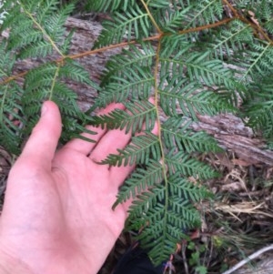 Pteridium esculentum at Wee Jasper, NSW - suppressed