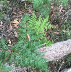 Pteridium esculentum at Wee Jasper, NSW - 22 Nov 2020