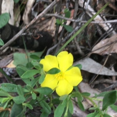 Hibbertia obtusifolia (Grey Guinea-flower) at Wee Jasper, NSW - 21 Nov 2020 by Tapirlord