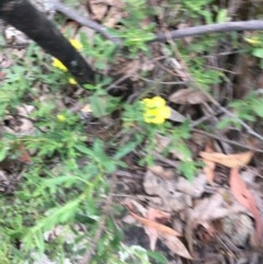 Hibbertia obtusifolia at Wee Jasper, NSW - 22 Nov 2020