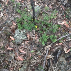 Hibbertia obtusifolia at Wee Jasper, NSW - 22 Nov 2020