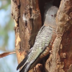 Callocephalon fimbriatum (Gang-gang Cockatoo) at Garran, ACT - 23 Nov 2020 by roymcd