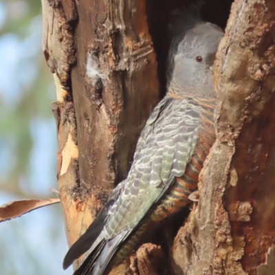 Callocephalon fimbriatum (Gang-gang Cockatoo) at Garran, ACT - 23 Nov 2020 by roymcd