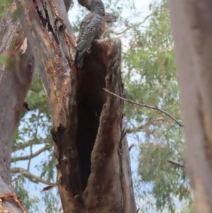 Callocephalon fimbriatum at Garran, ACT - suppressed