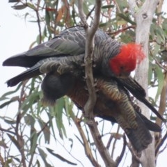 Callocephalon fimbriatum at Garran, ACT - suppressed