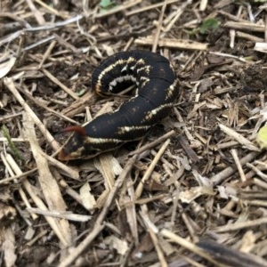 Agrius convolvuli at Broughton Vale, NSW - 21 Nov 2020