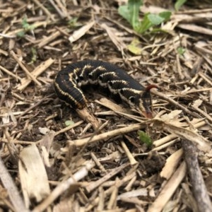 Agrius convolvuli at Broughton Vale, NSW - 21 Nov 2020