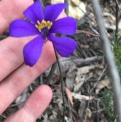 Cheiranthera linearis (Finger Flower) at Wee Jasper, NSW - 22 Nov 2020 by Tapirlord