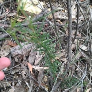 Cheiranthera linearis at Wee Jasper, NSW - 22 Nov 2020