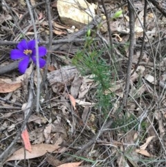 Cheiranthera linearis at Wee Jasper, NSW - 22 Nov 2020