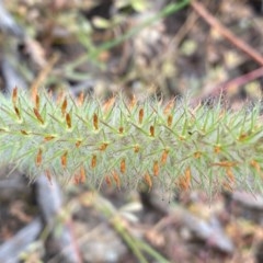 Trifolium angustifolium (Narrowleaf Clover) at Gigerline Nature Reserve - 21 Nov 2020 by Shazw
