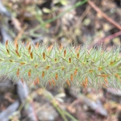 Trifolium angustifolium (Narrowleaf Clover) at Tuggeranong DC, ACT - 22 Nov 2020 by Shazw
