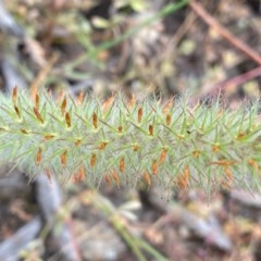 Trifolium angustifolium (Narrowleaf Clover) at Tuggeranong DC, ACT - 21 Nov 2020 by Shazw